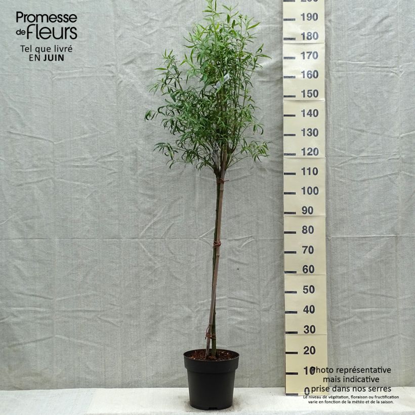 Euonymus clivicolus var. rongchuensis - Spindle 7.5L/10L pot sample as delivered in spring