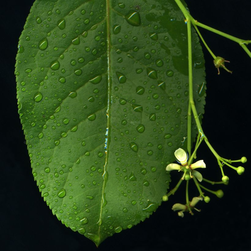 Euonymus europaeus - European Spindle (Foliage)