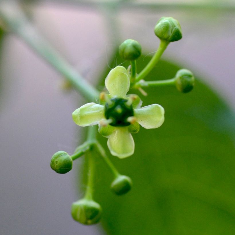 Euonymus europaeus - European Spindle (Flowering)