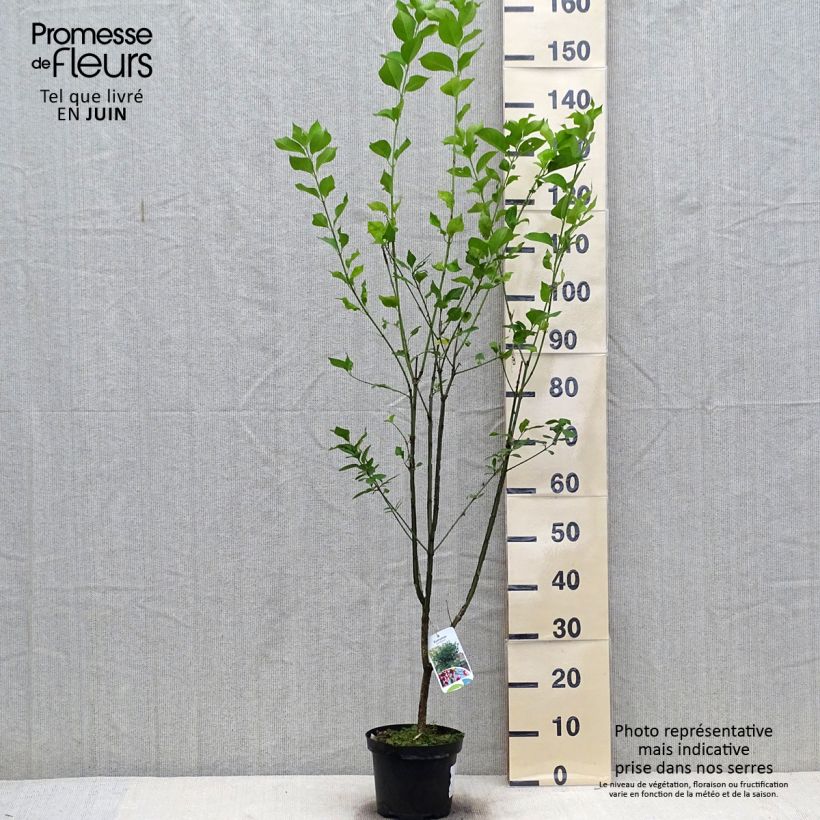 Euonymus europaeus - European Spindle 2L/3L pot sample as delivered in summer