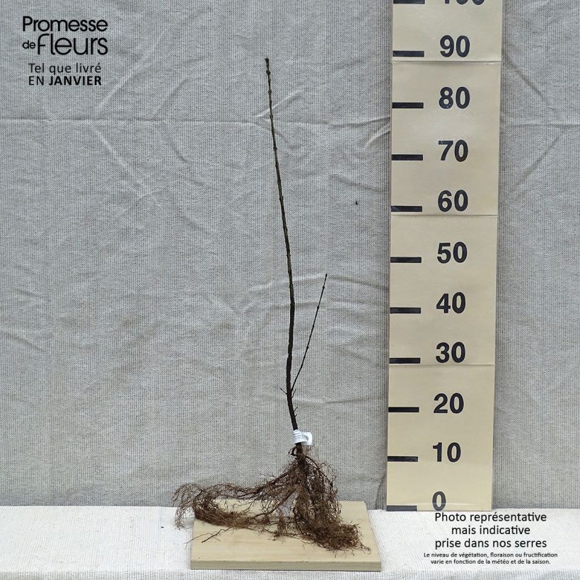 Euonymus europaeus - European Spindle Bare rootShipped height around 60/90cm sample as delivered in winter