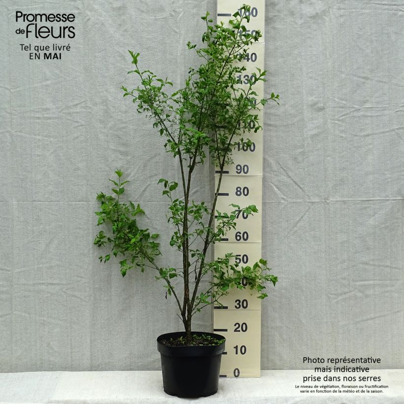 Euonymus europaeus - European Spindle sample as delivered in spring