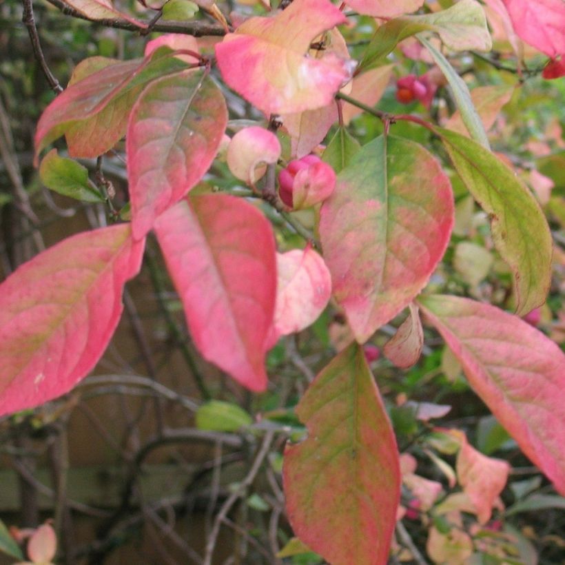 Euonymus europaeus Red Cascade - European Spindle (Foliage)