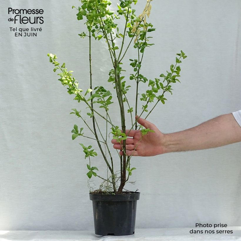 Euonymus europaeus Red Cascade - European Spindle 2L/3L pot sample as delivered in summer