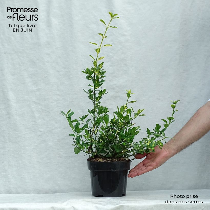 Euonymus fortunei Blondy - Spindle 2L/3L pot sample as delivered in summer