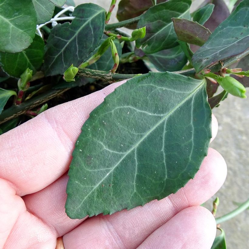 Euonymus fortunei Coloratus - Spindle (Foliage)