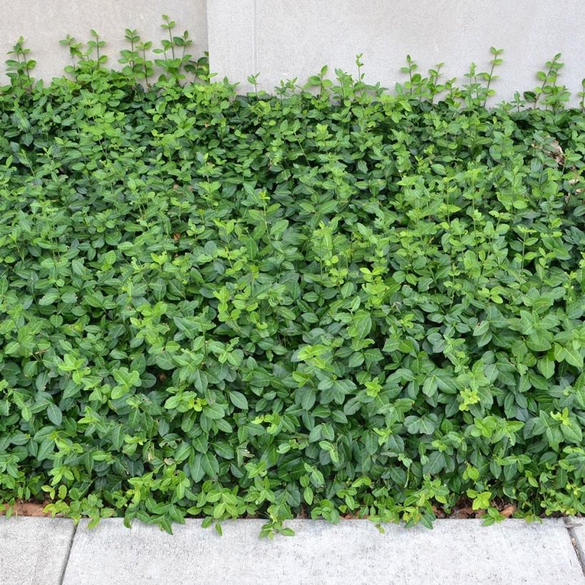 Euonymus fortunei Coloratus - Spindle (Plant habit)