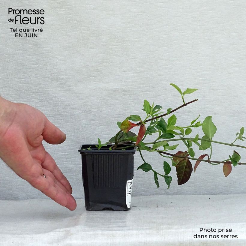 Euonymus fortunei Coloratus - Spindle 8/9 cm pot sample as delivered in summer