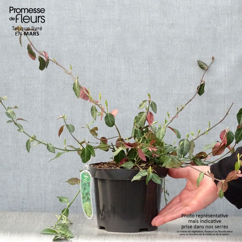 Euonymus fortunei Coloratus - Spindle 2L/3L pot sample as delivered in spring