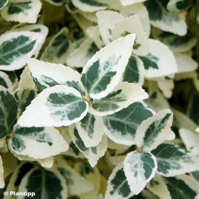 Euonymus fortunei Dans Delight - Spindle (Foliage)