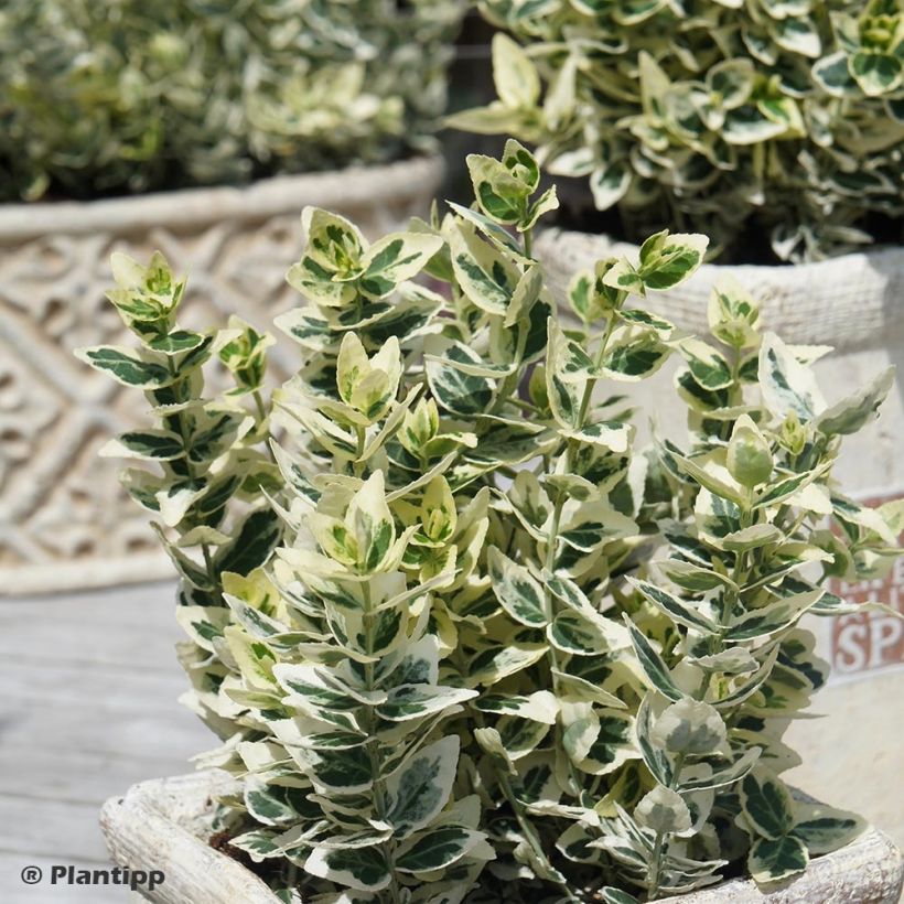 Euonymus fortunei Dans Delight - Spindle (Plant habit)