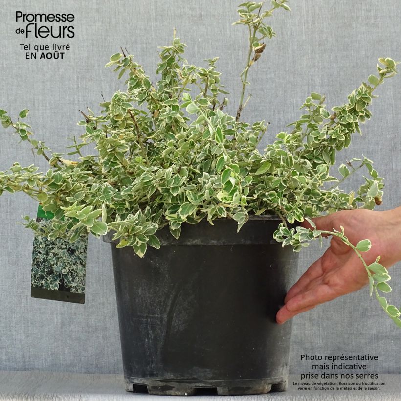 Euonymus fortunei Emerald Gaiety - Spindle 7.5L/10L pot sample as delivered in summer