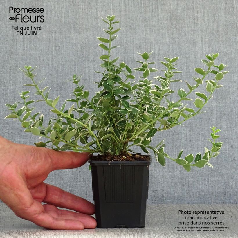 Euonymus fortunei Emerald Gaiety - Spindle 8/9 cm pot sample as delivered in summer