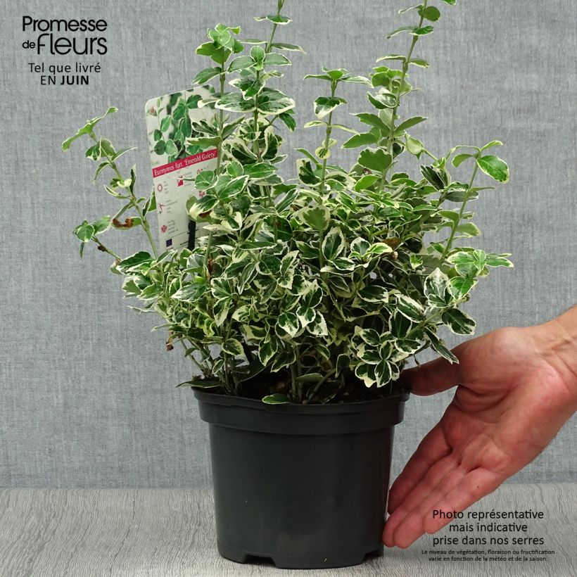 Euonymus fortunei Emerald Gaiety - Spindle 2L/3L pot sample as delivered in summer