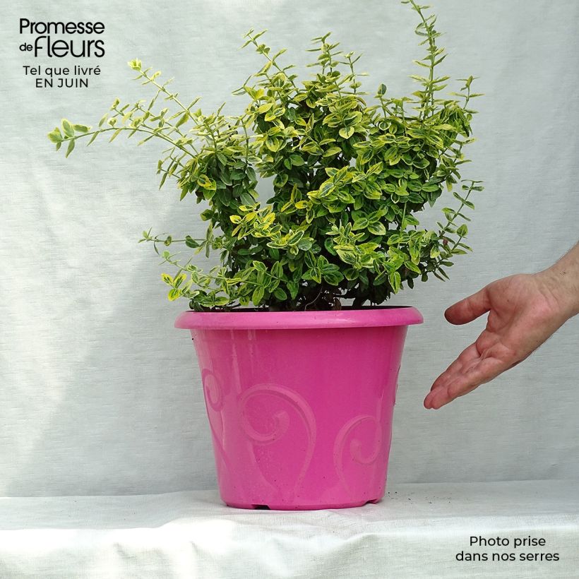 Euonymus fortunei Emerald n gold - Spindle 4L/5L pot sample as delivered in summer