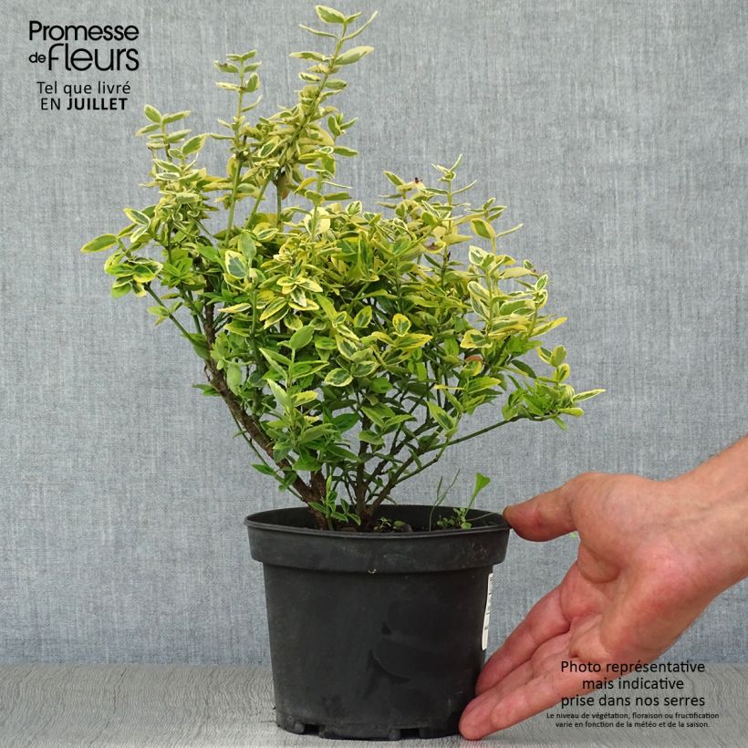Euonymus fortunei Emerald n gold - Spindle 1L/1.5L pot sample as delivered in summer
