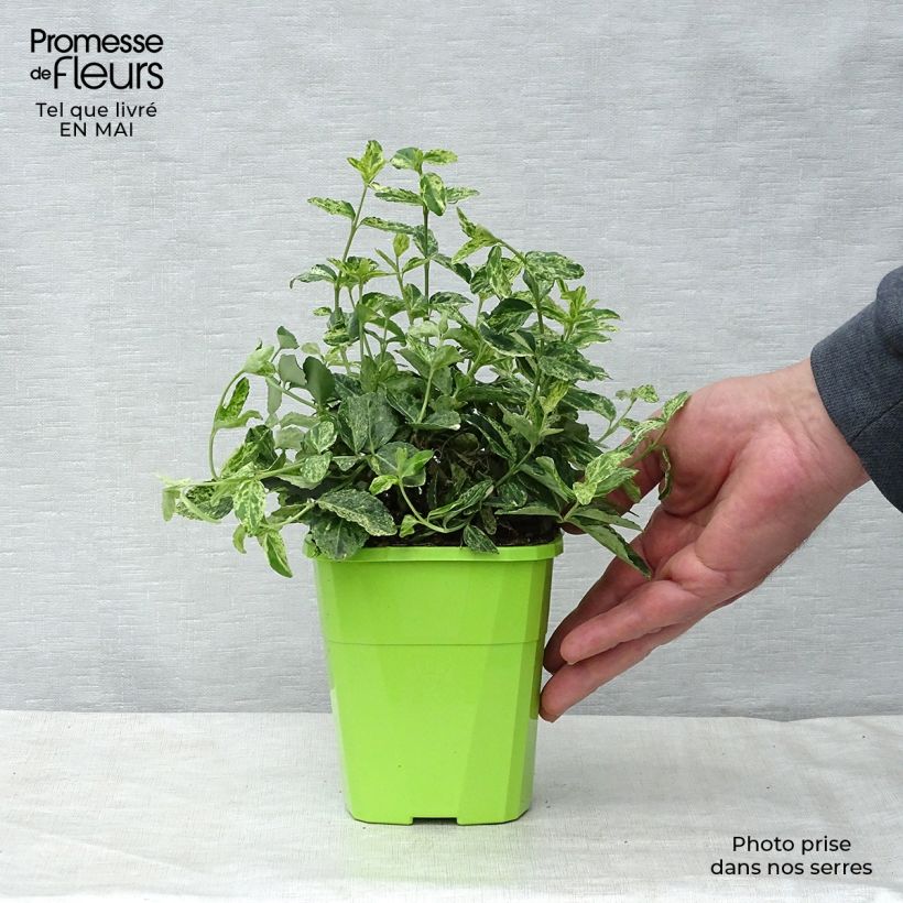 Euonymus fortunei Golden Harlequin - Spindle 1L/1.5L pot sample as delivered in spring