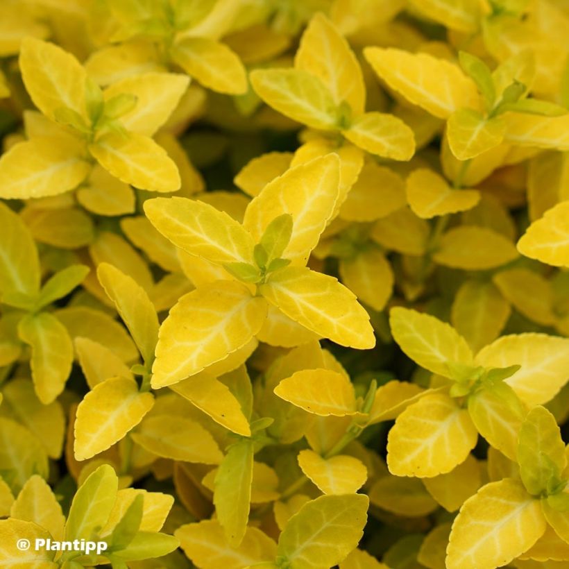 Euonymus fortunei Goldy - Spindle (Foliage)