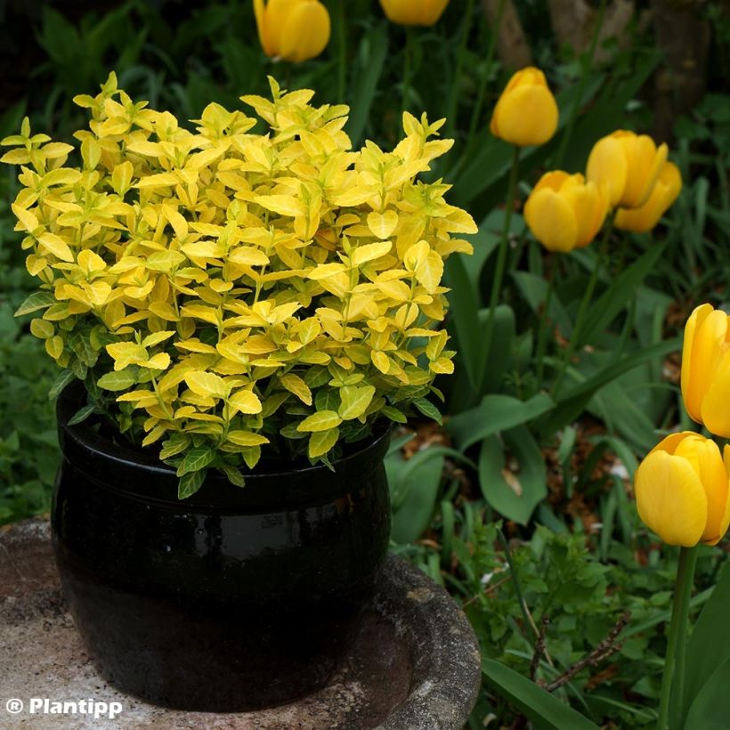 Euonymus fortunei Goldy - Spindle (Plant habit)