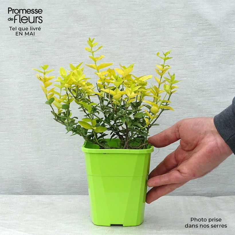 Euonymus fortunei Goldy - Spindle 3L/4L pot sample as delivered in spring
