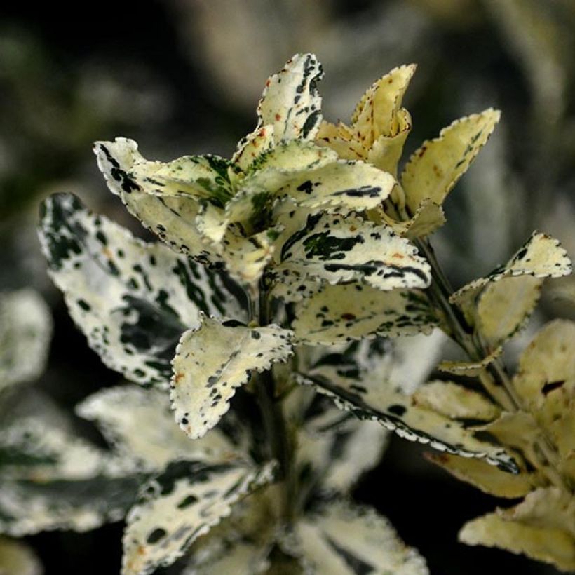 Euonymus fortunei Harlequin - Spindle (Foliage)