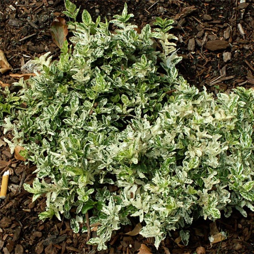 Euonymus fortunei Harlequin - Spindle (Plant habit)