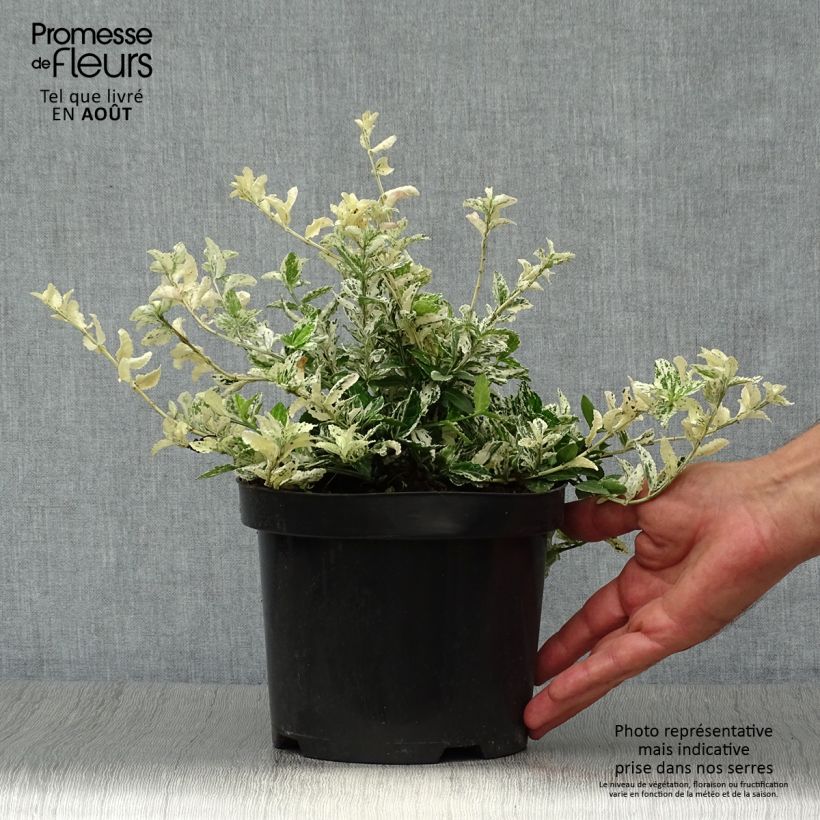 Euonymus fortunei Harlequin - Spindle 2L/3L pot sample as delivered in summer