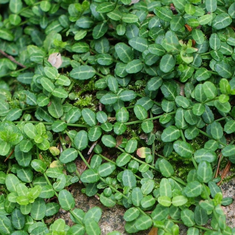 Euonymus fortunei Minimus - Spindle (Foliage)