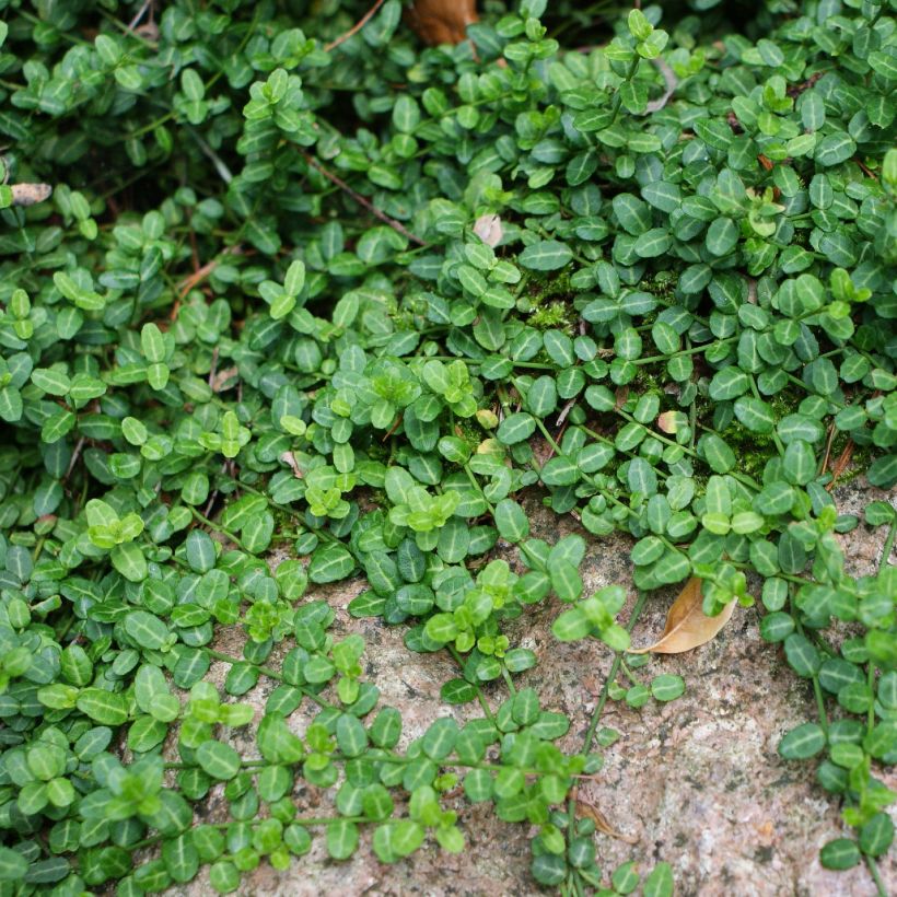 Euonymus fortunei Minimus - Spindle (Plant habit)