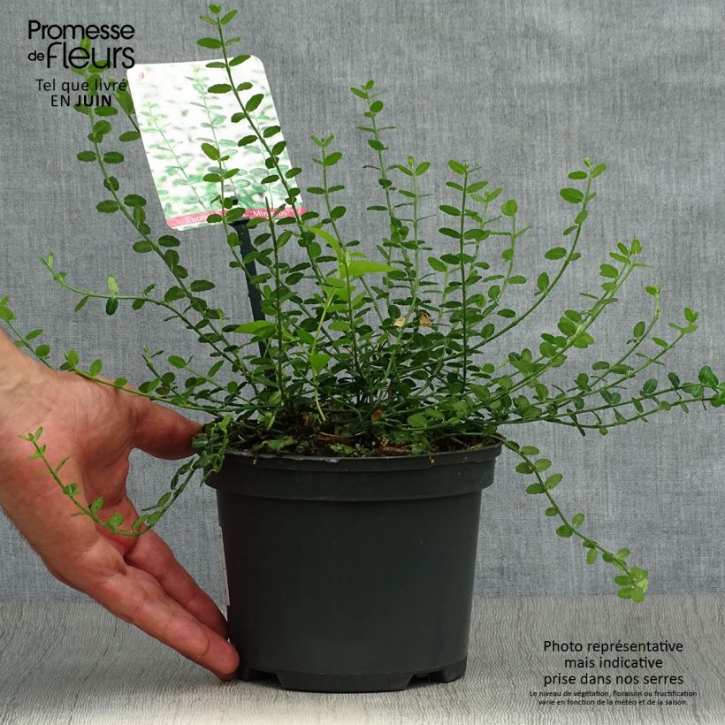 Euonymus fortunei Minimus - Spindle 2L/3L pot sample as delivered in summer