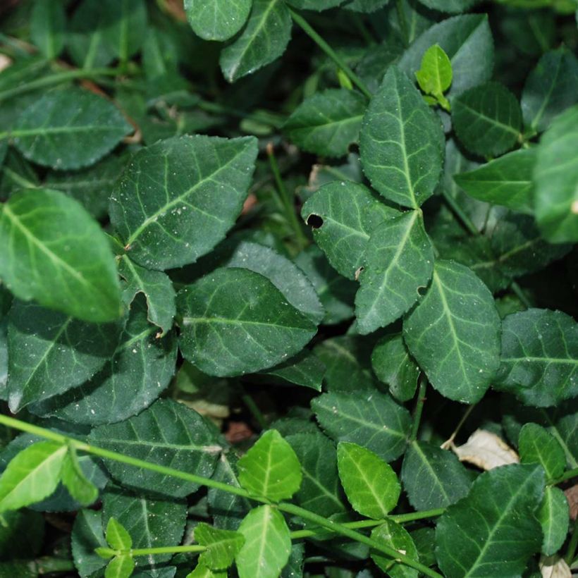 Euonymus fortunei Radicans - Spindle (Foliage)