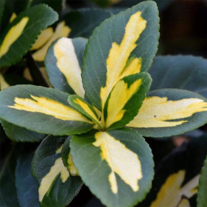 Euonymus fortunei Sunspot - Spindle (Foliage)