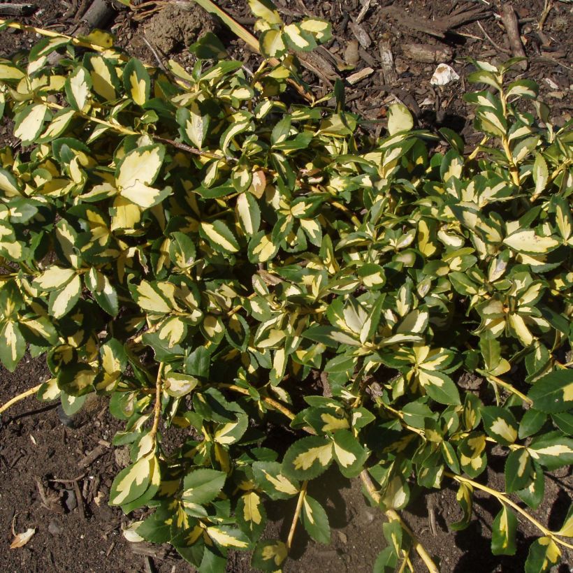 Euonymus fortunei Sunspot - Spindle (Plant habit)