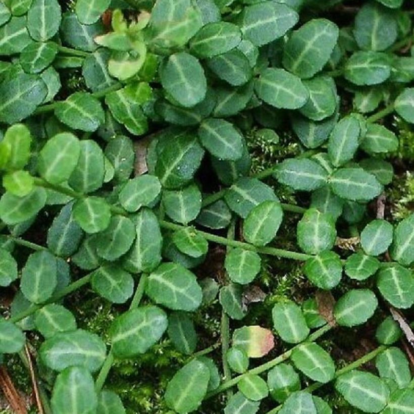 Euonymus fortunei Tustin - Spindle (Foliage)