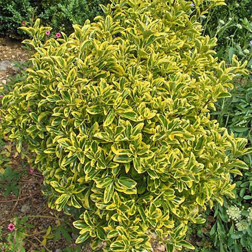 Euonymus japonicus Aureomarginatus - Japanese Spindle (Plant habit)