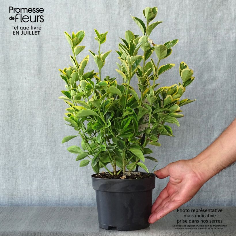 Euonymus japonicus Aureomarginatus - Japanese Spindle 2L/3L pot sample as delivered in summer