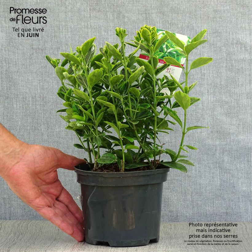 Euonymus japonicus Aureus - Japanese Spindle 2L/3L pot sample as delivered in summer