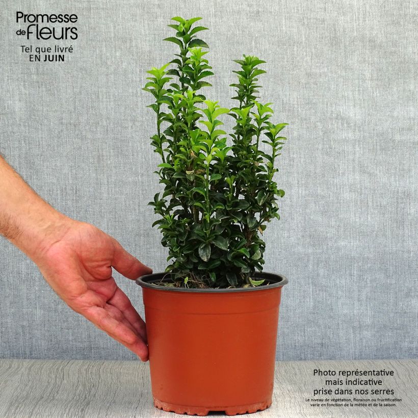 Euonymus japonicus Benkomasaki Erecta - Japanese Spindle 2L/3L pot sample as delivered in summer