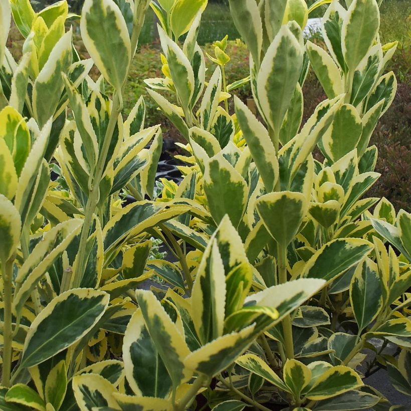 Euonymus japonicus Bravo - Japanese Spindle (Foliage)