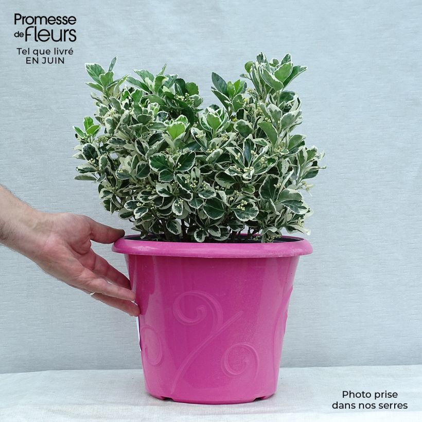 Euonymus japonicus Bravo - Japanese Spindle 7.5L/10L pot sample as delivered in summer