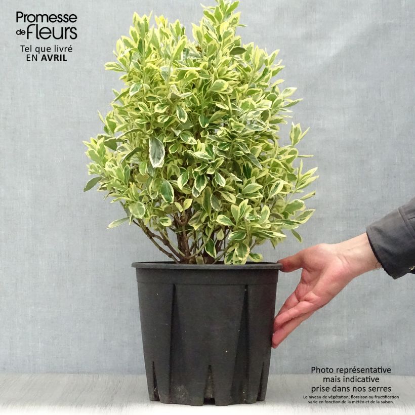 Euonymus japonicus Bravo - Japanese Spindle sample as delivered in spring