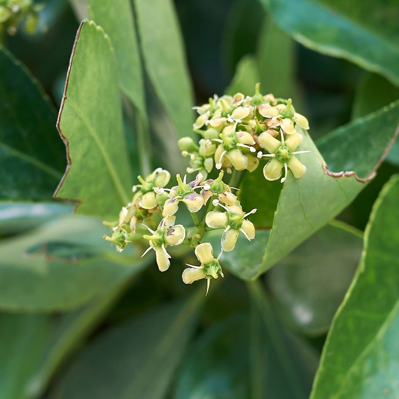 Euonymus japonicus - Japanese Spindle (Flowering)