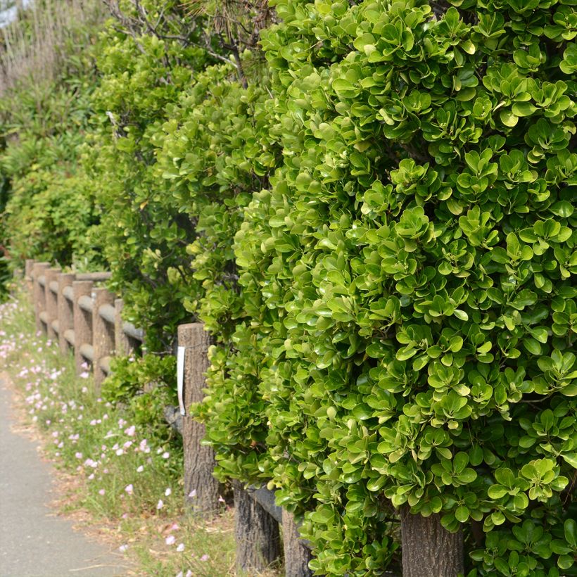 Euonymus japonicus - Japanese Spindle (Plant habit)