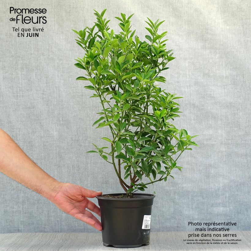Euonymus japonicus - Japanese Spindle 2L/3L pot sample as delivered in summer