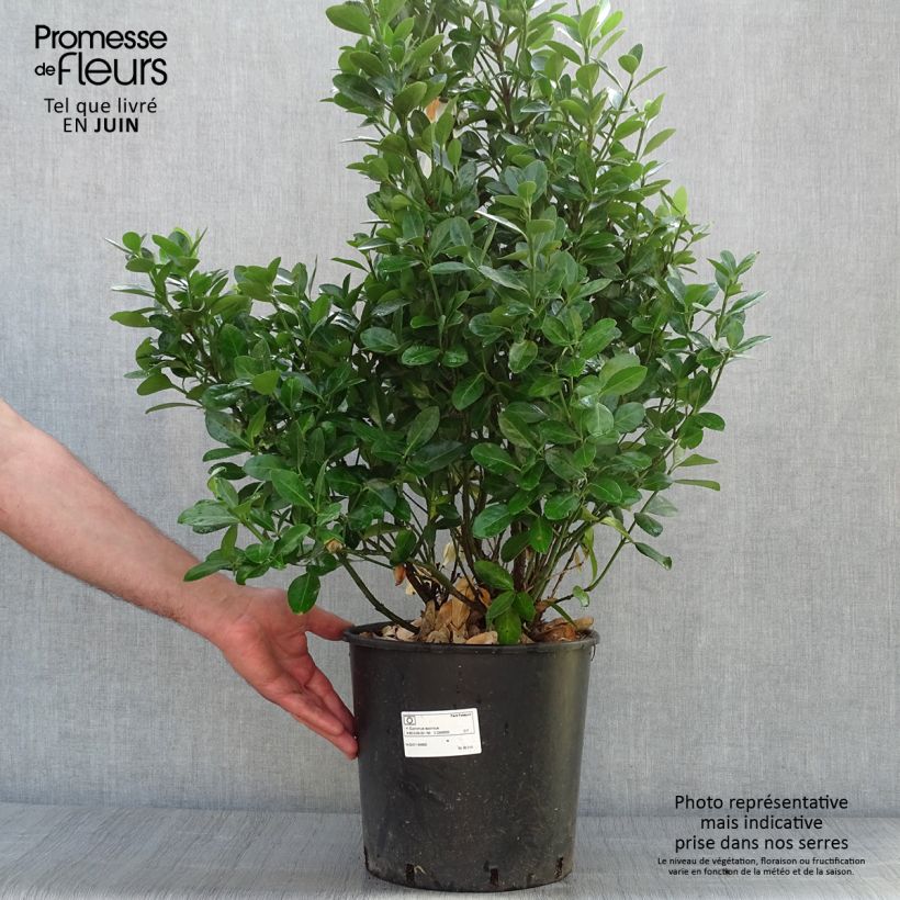 Euonymus japonicus - Japanese Spindle 7.5L/10L pot sample as delivered in summer