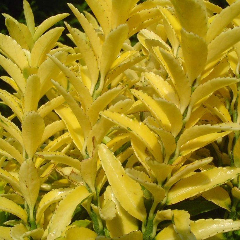 Euonymus japonicus Happiness - Japanese Spindle (Foliage)