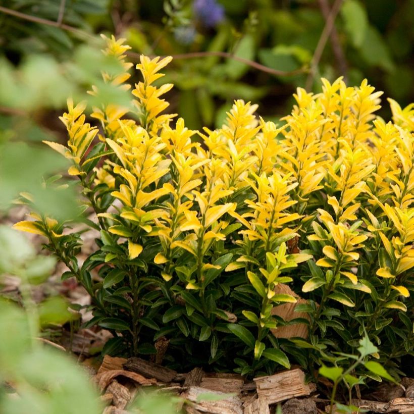 Euonymus japonicus Happiness - Japanese Spindle (Plant habit)