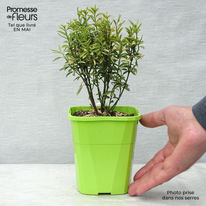Euonymus japonicus Happiness - Japanese Spindle sample as delivered in spring