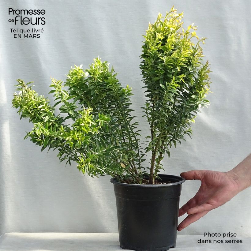 Euonymus japonicus Happiness - Japanese Spindle sample as delivered in spring