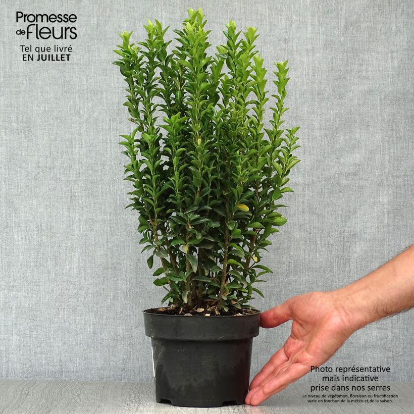 Euonymus japonicus Jean Hugues - Japanese Spindle 2L/3L pot sample as delivered in summer